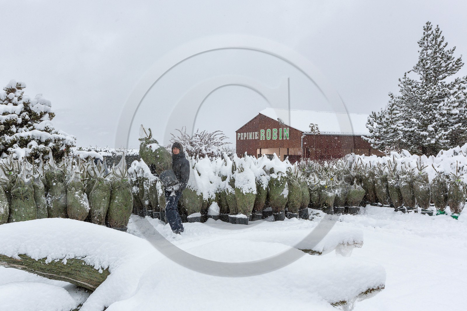 Pépinière Robin, producteur de sapin de Noël