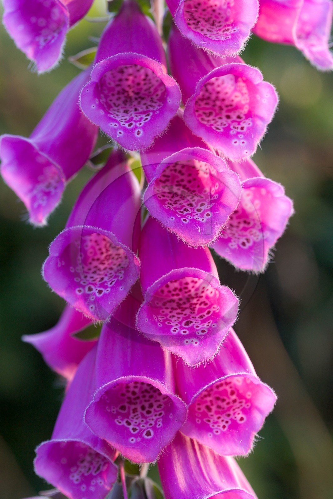 Digitale pourpre, Digitalis purpurea