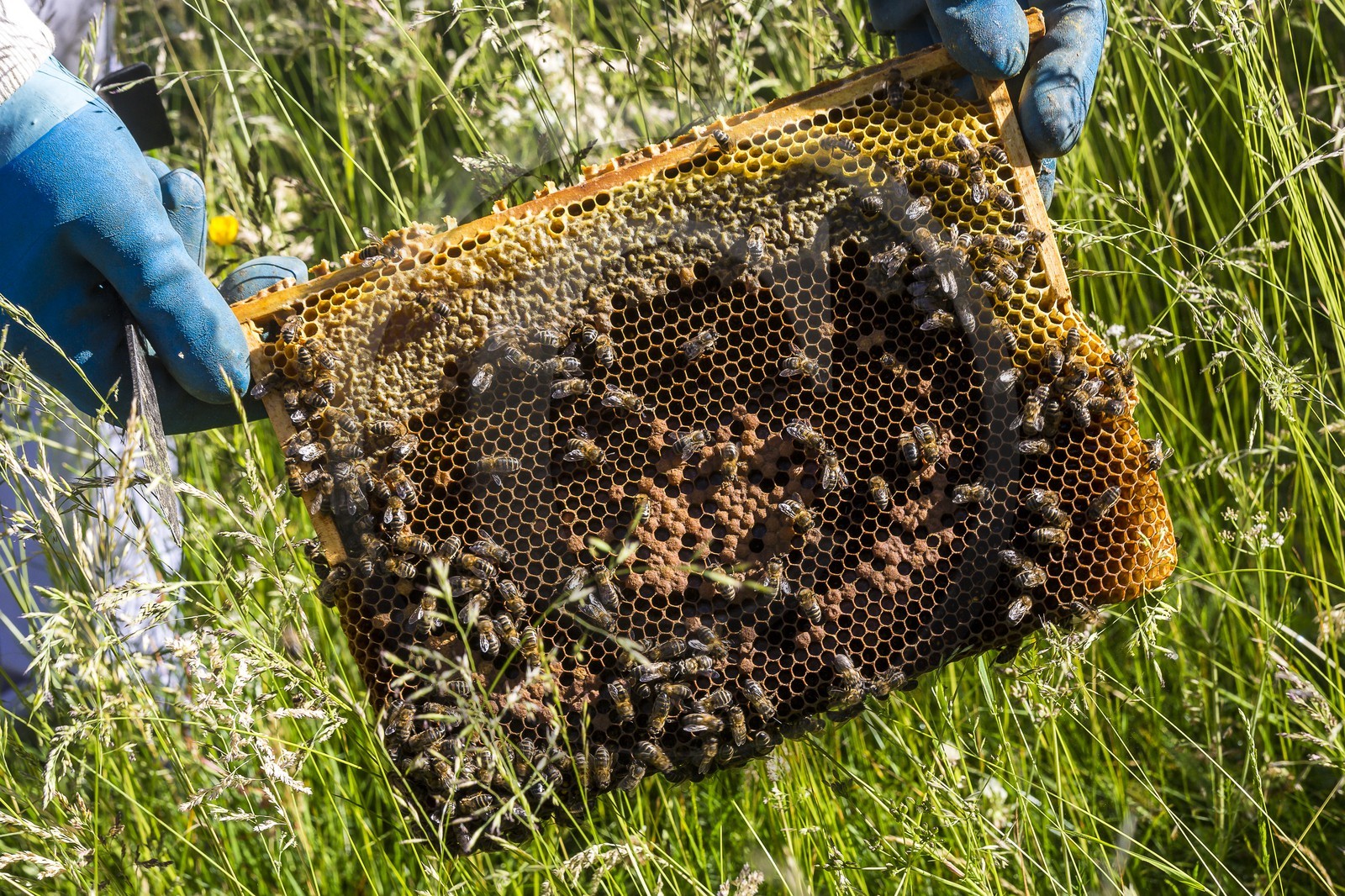 Patrick Challet apiculteur