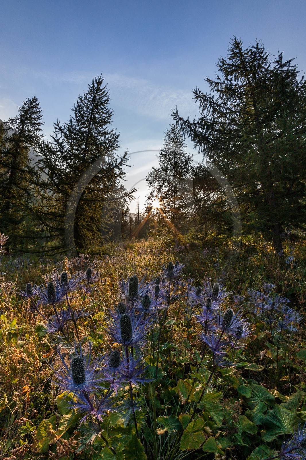 Chardon Bleu, Panicaut des Alpes, Eryngium alpinum