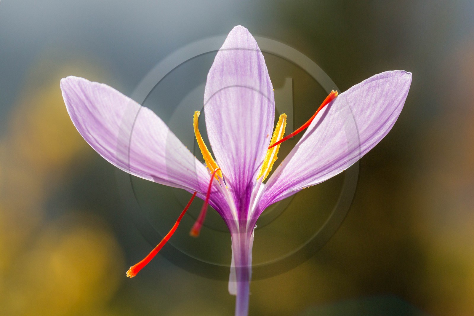 safran, le crocus sativus