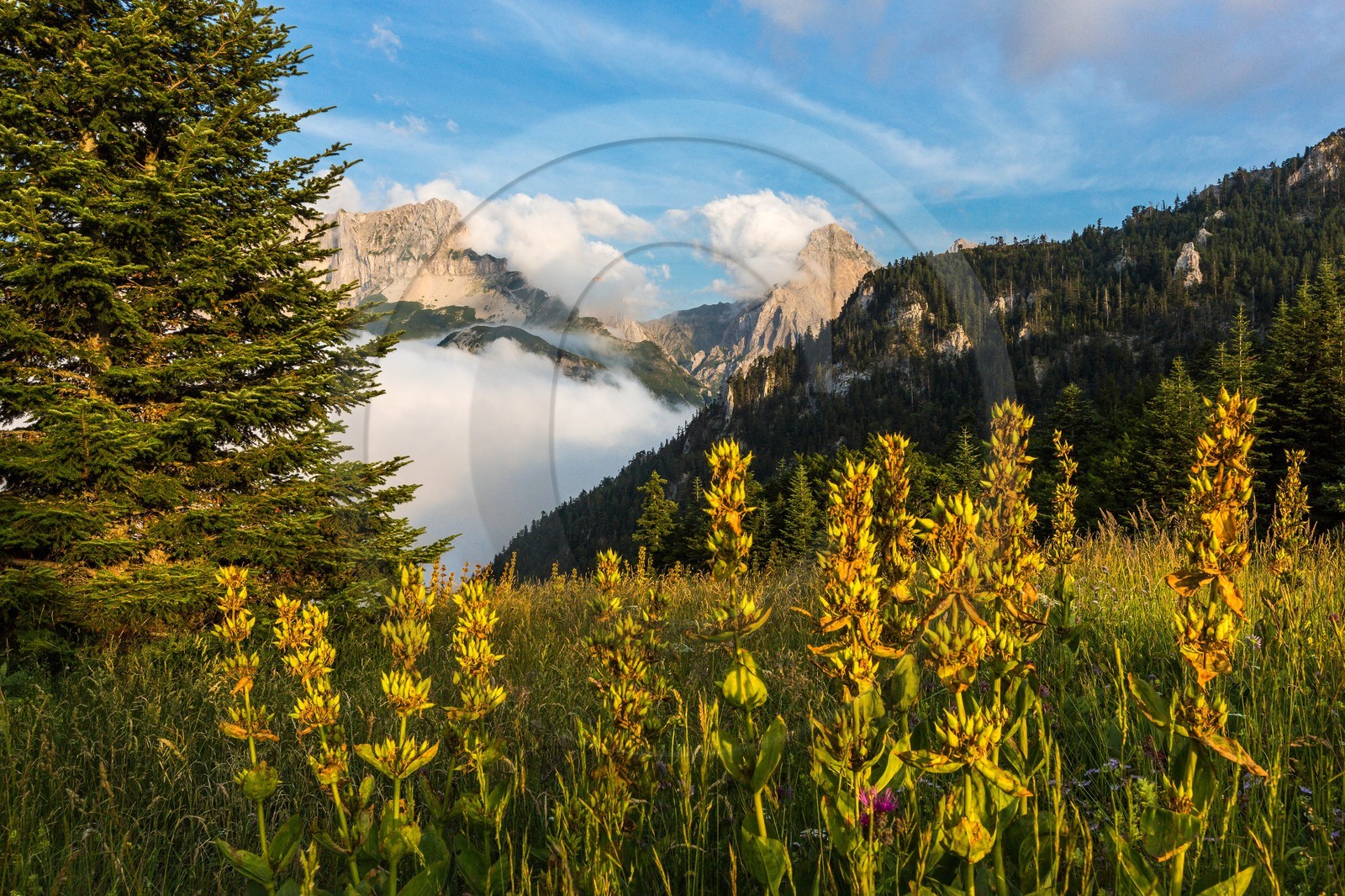 vallon de La Jarjatte, Col de Priau, gentiane jaune (gentiana lutea)
