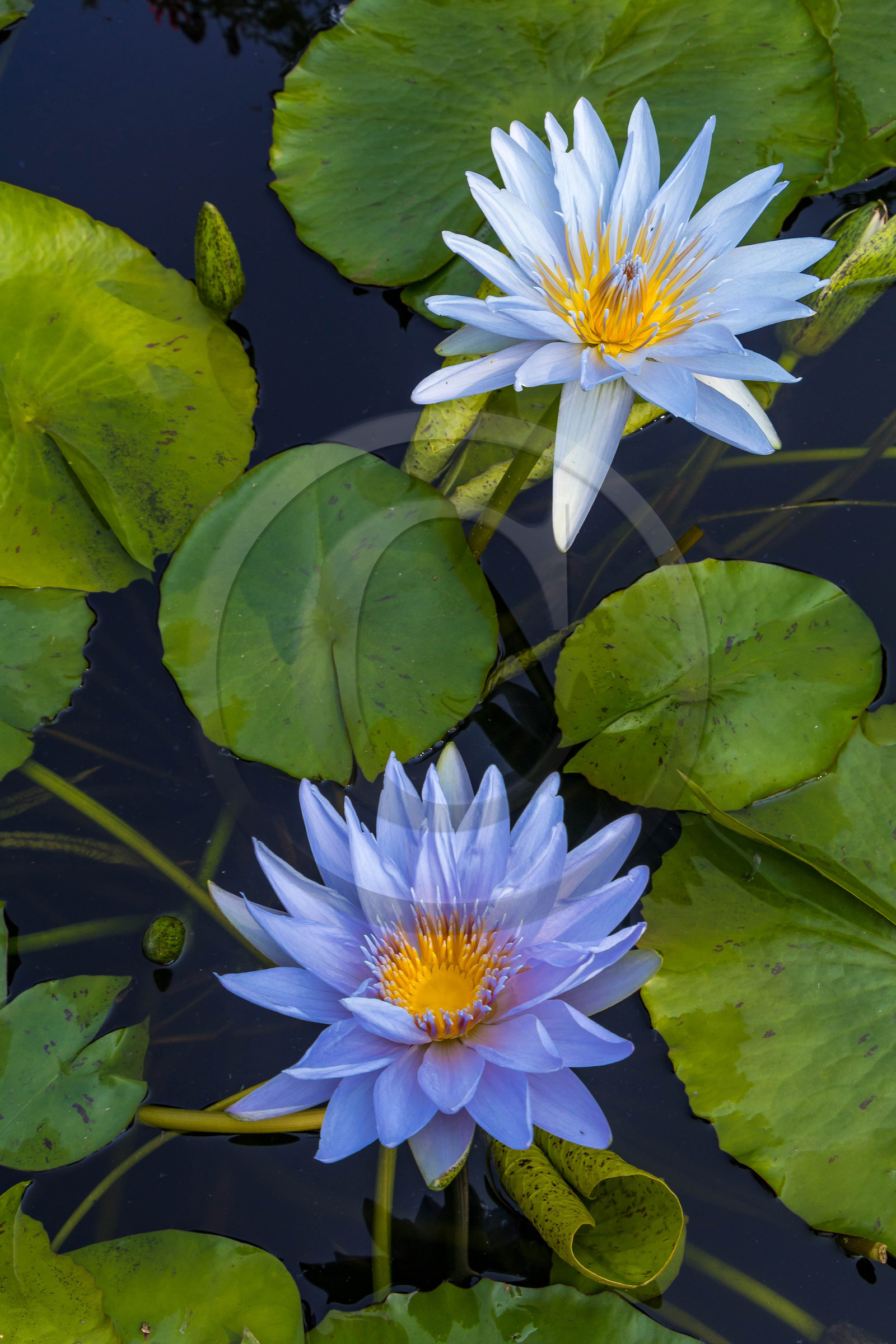 Lac Majeur, Isola Madre