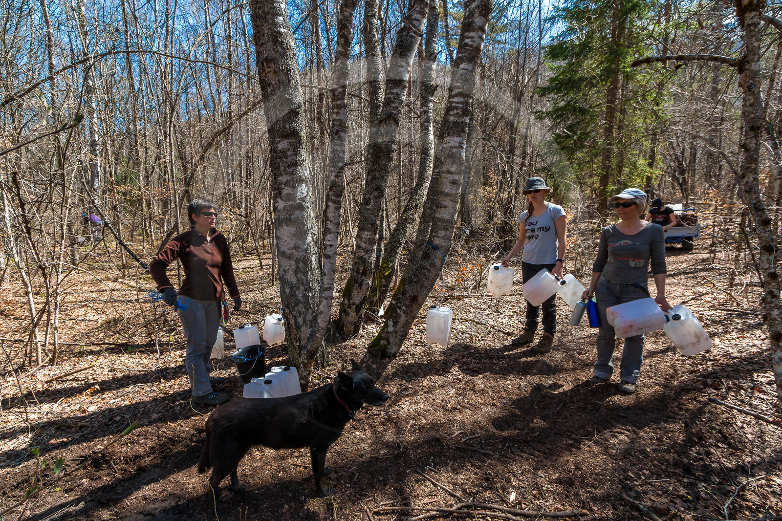 Récolte de sève de bouleau