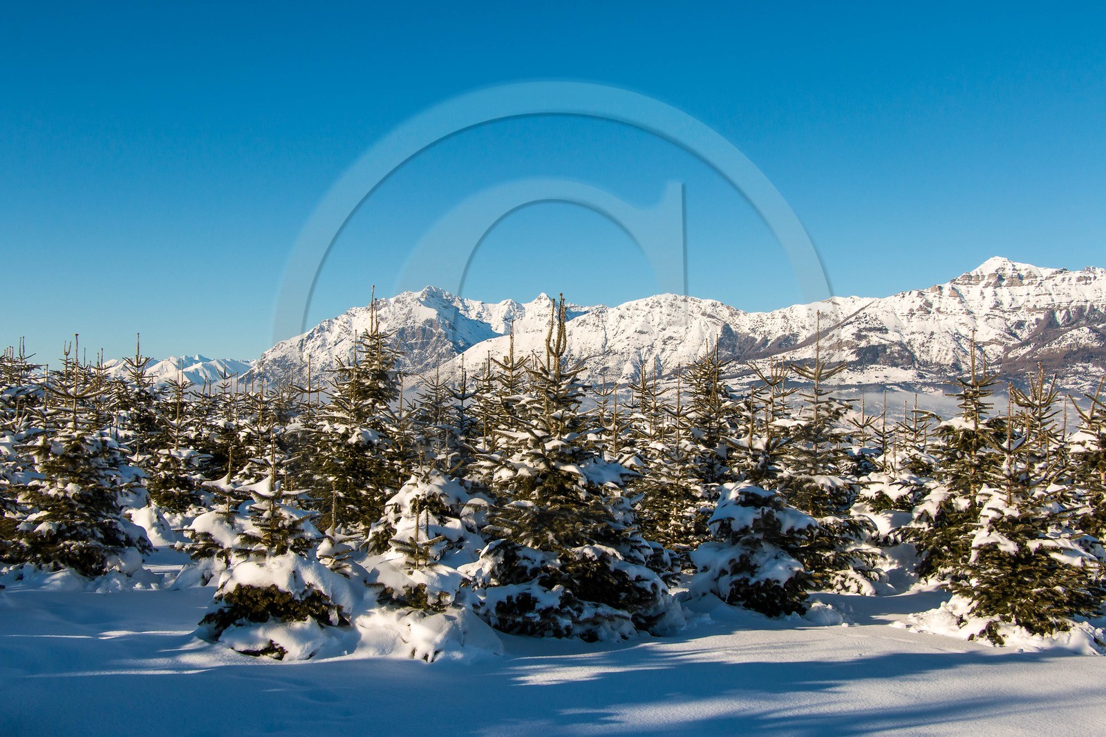 Pépinière Robin, producteur de sapin de Noël