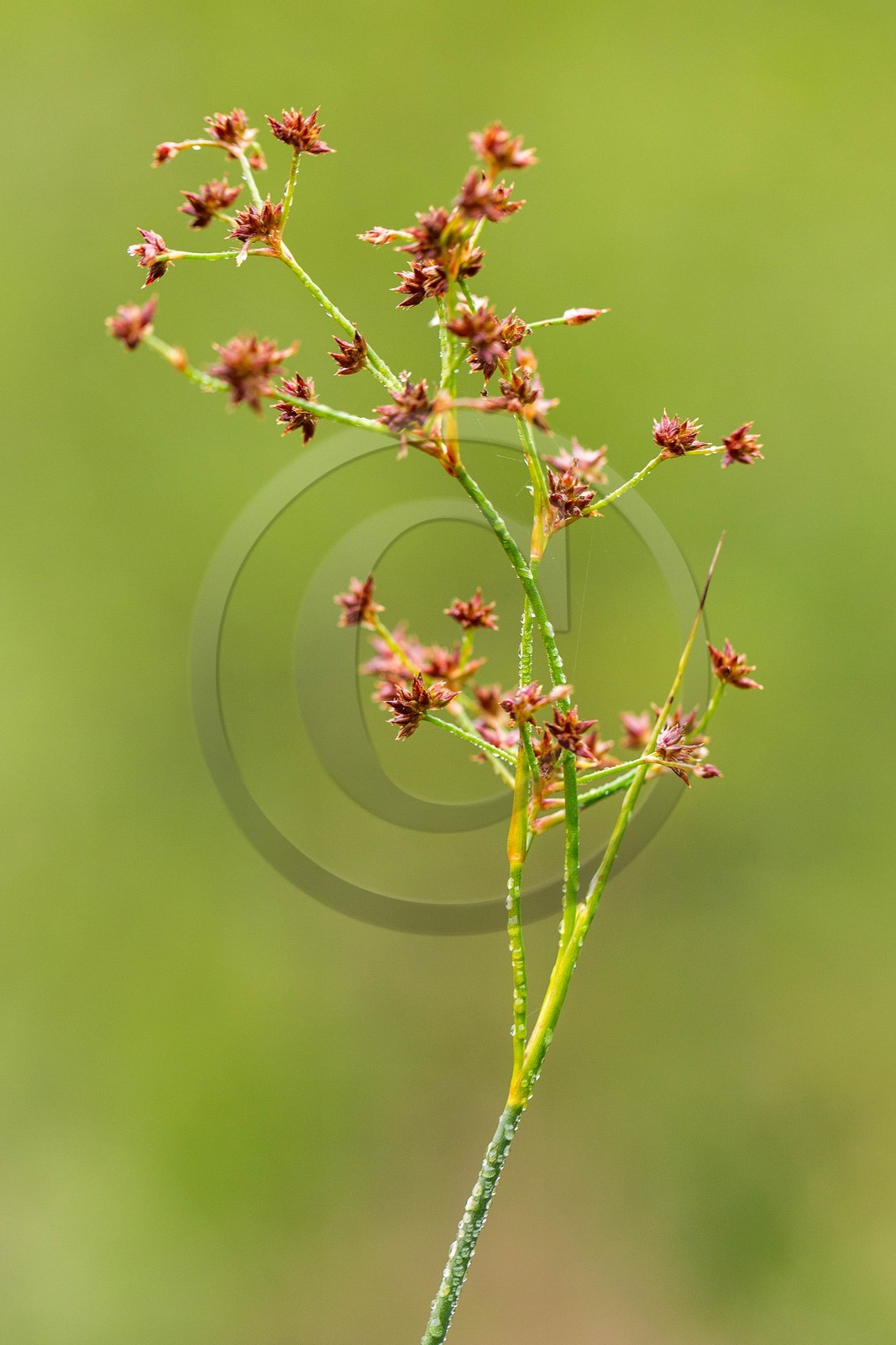 ENS de l'Isère, Tourbière des Planchettes