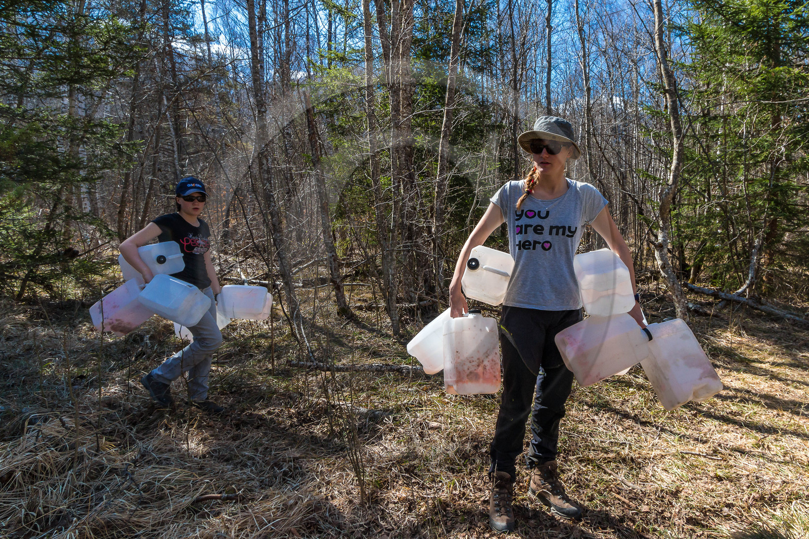 Récolte de sève de bouleau