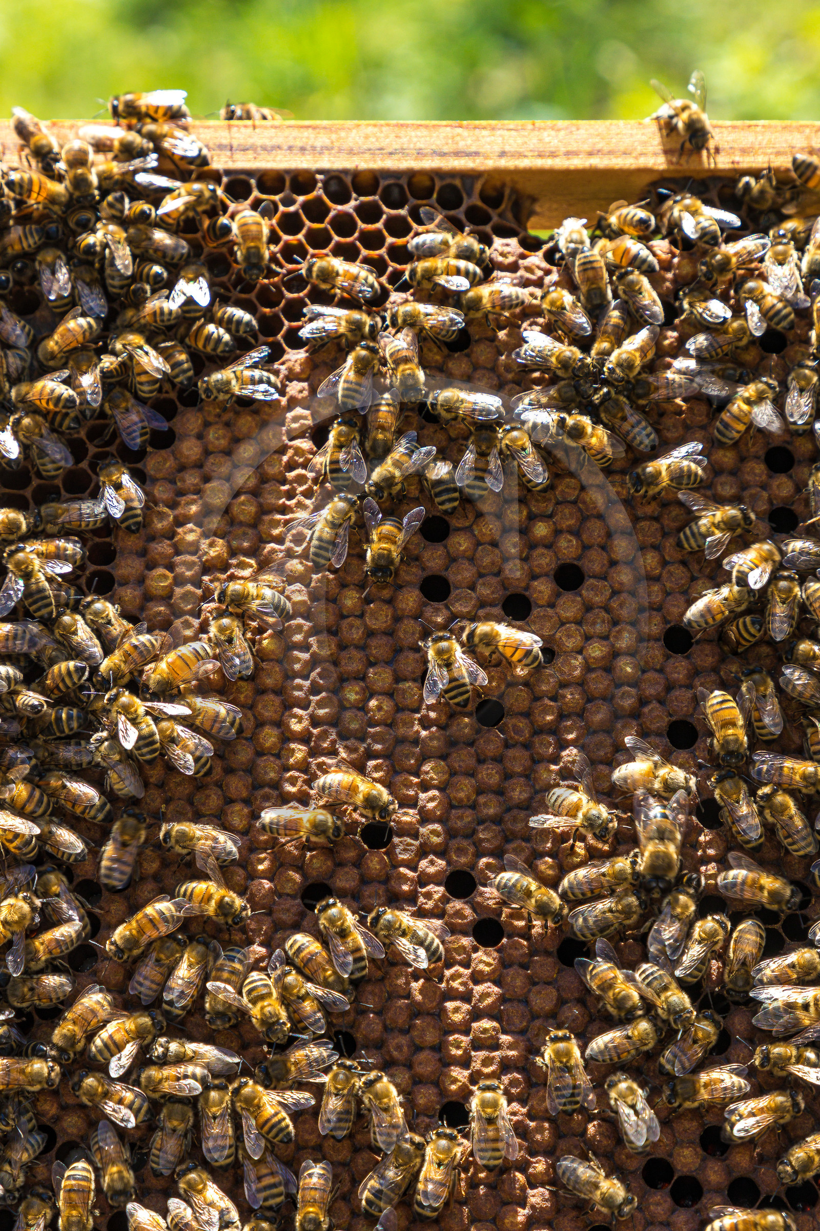 Margaux et Didier Pissard, apiculteurs