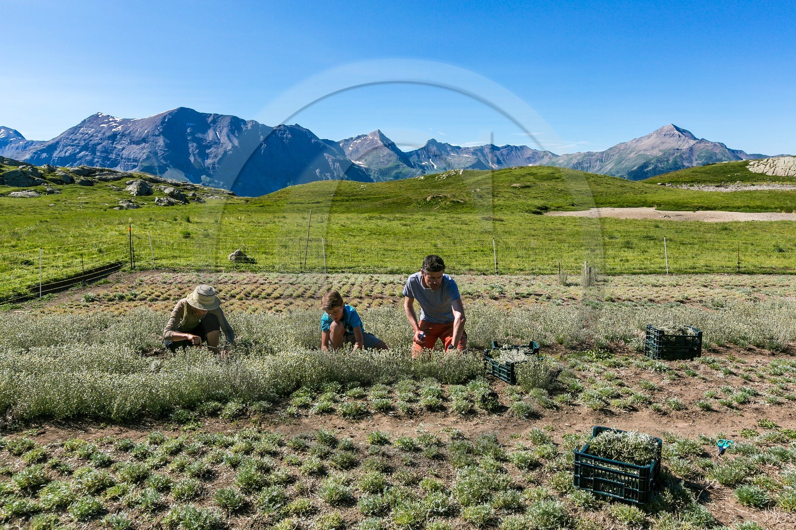 Orcières 1850, Bruno Gonnon agriculteur bio de génépi