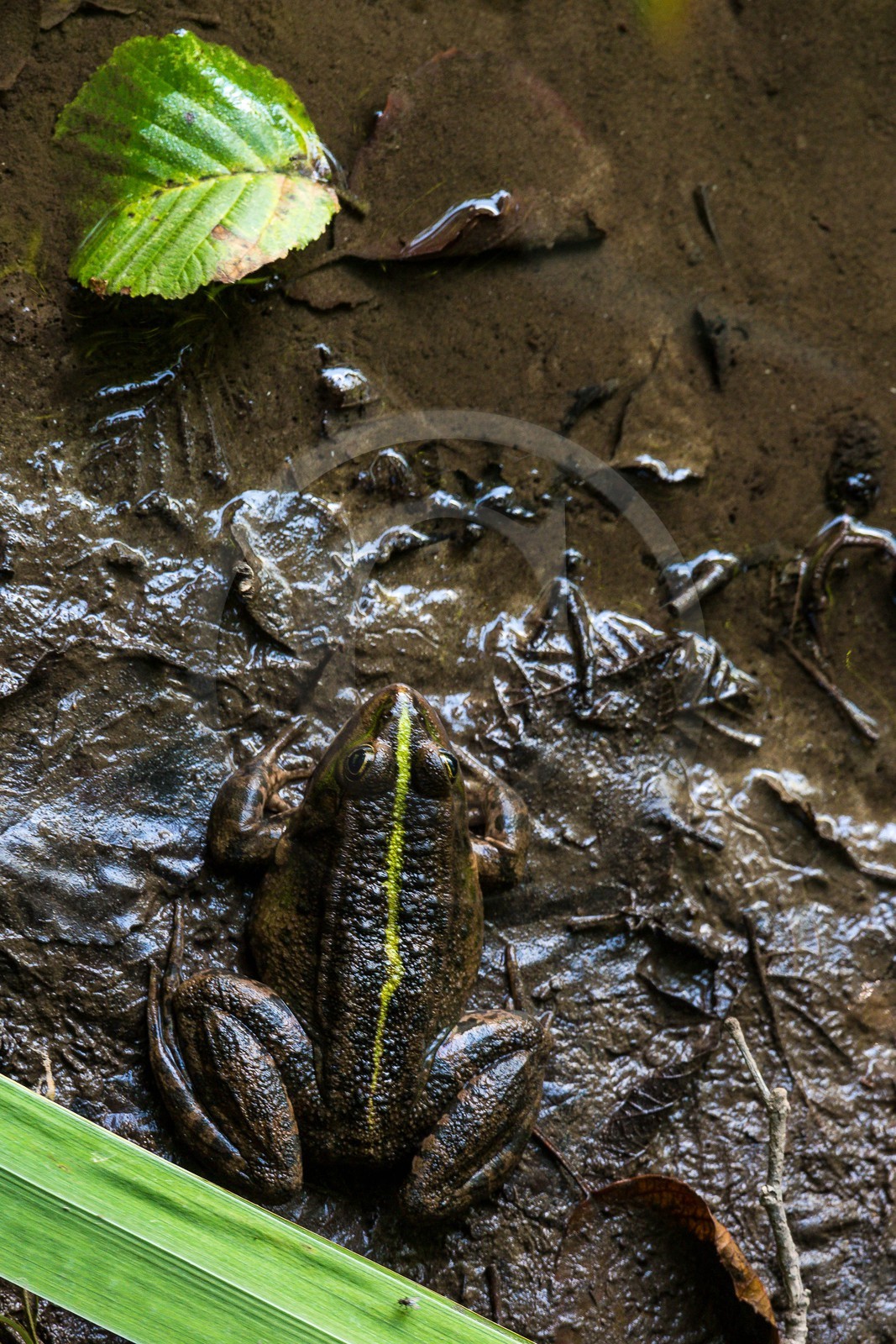 ENS de l'Isère, Marais de Chirens