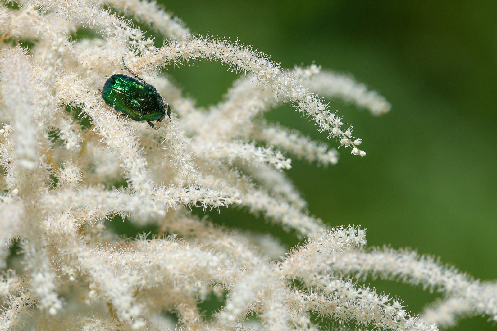Barbe de bouc, Aruncus dioicus