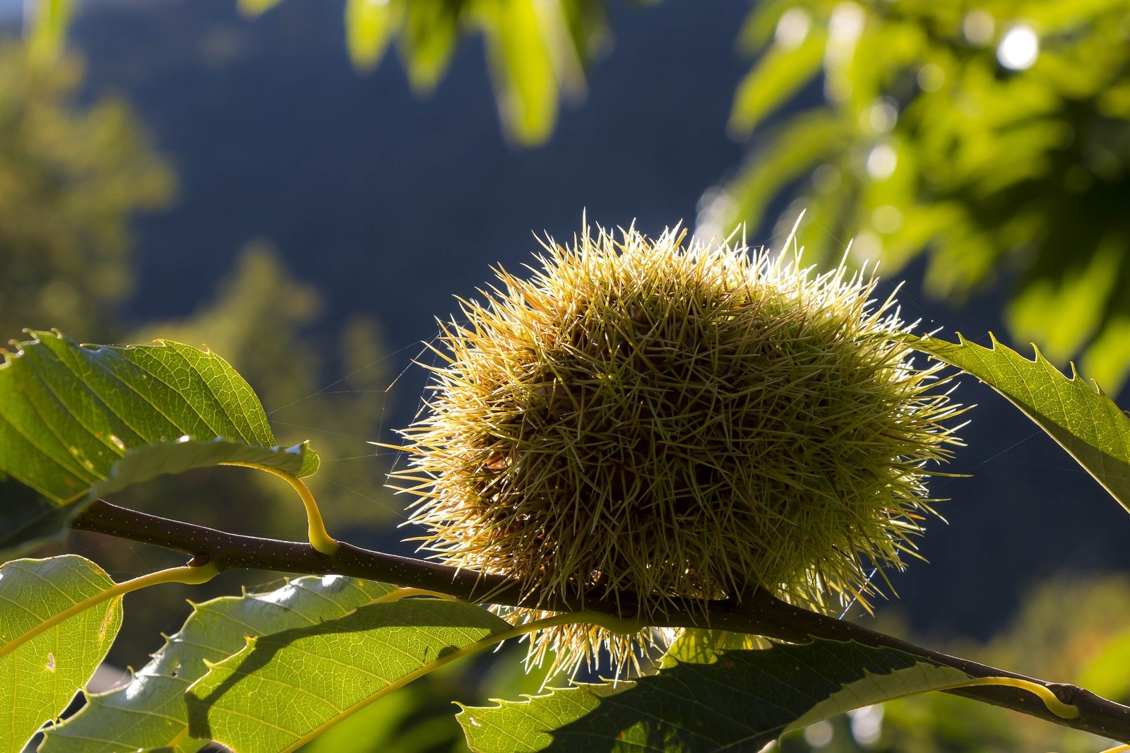 Valdeblore, Saint-Dalmas, chataigneraie de Monsieur Morino