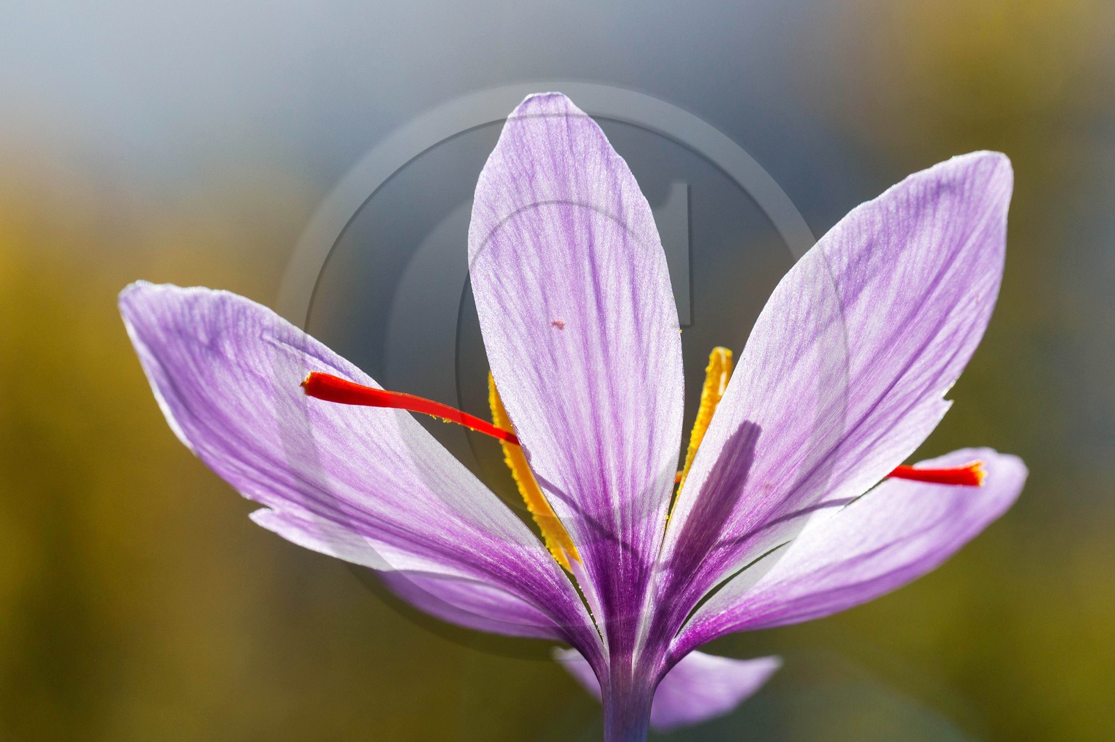 safran, le crocus sativus