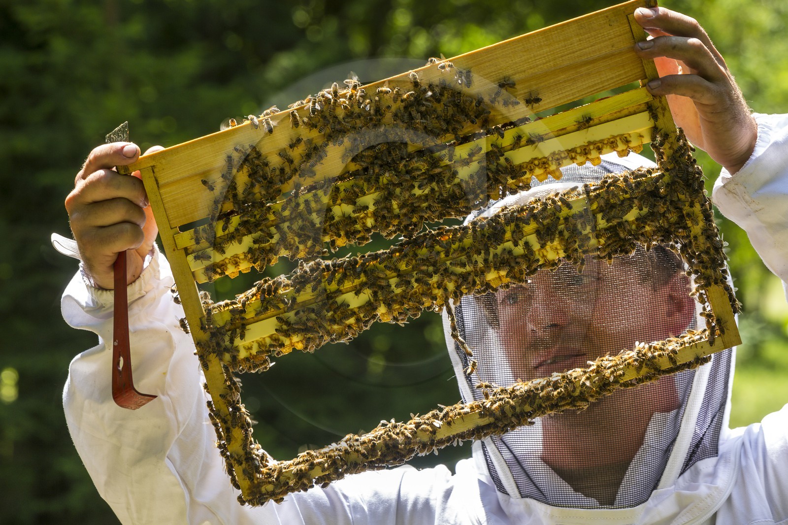 Mathieu Picavet, apiculteur