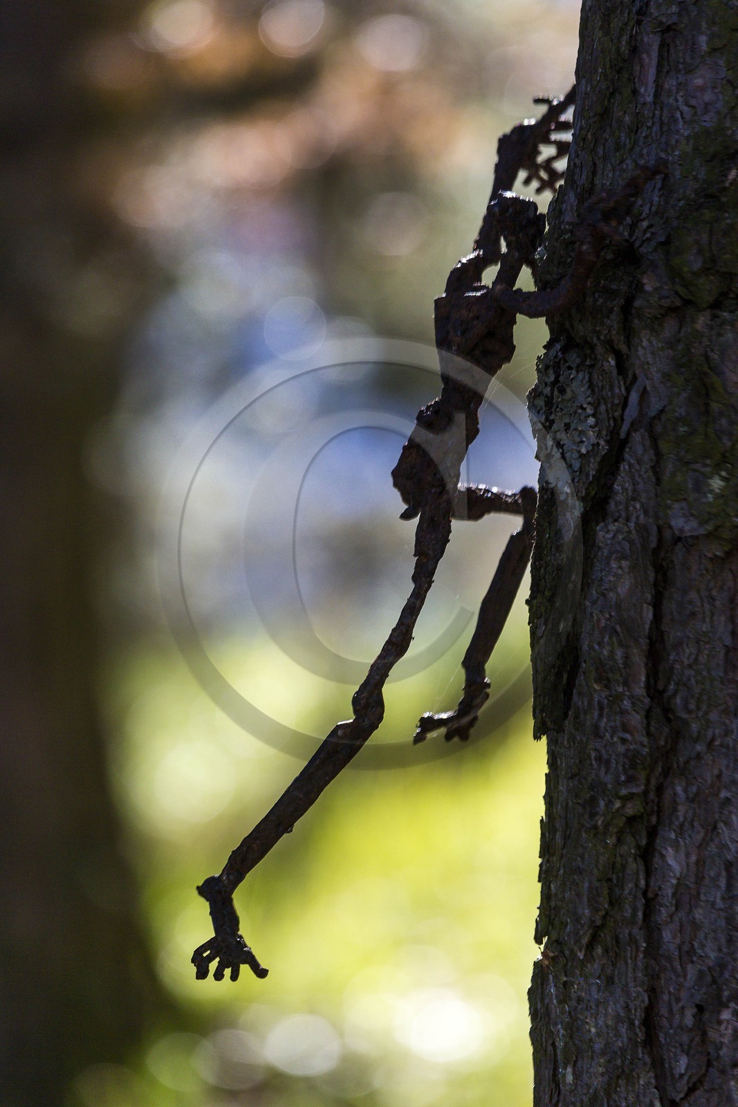 Arboretum de Roure, l'art et l'arbre, Louis Dollé, sculpteur Imagier