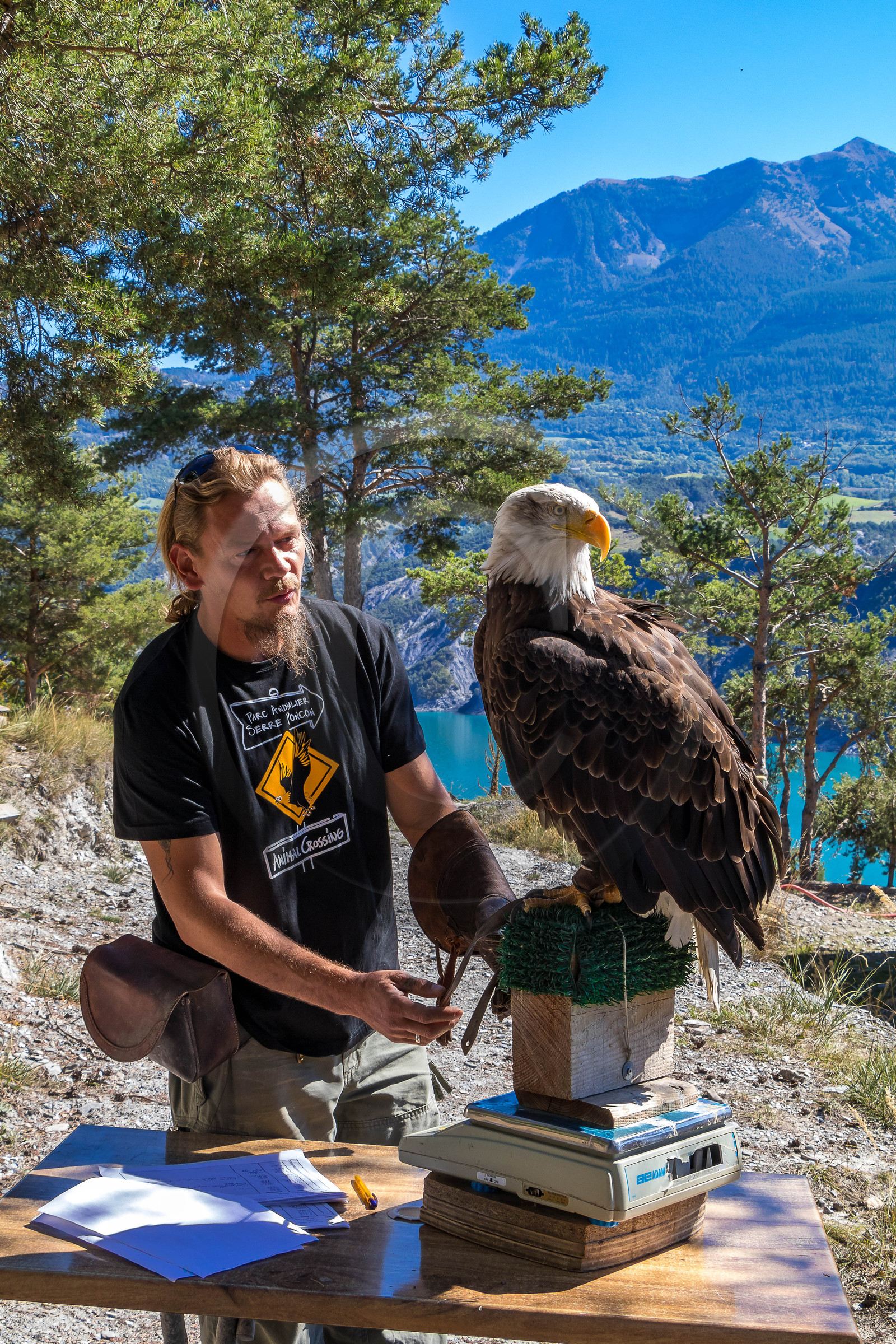 Parc animalier de Serre-Ponçon, Pygargue à tête blanche, Haliaeetus leucocephalus
