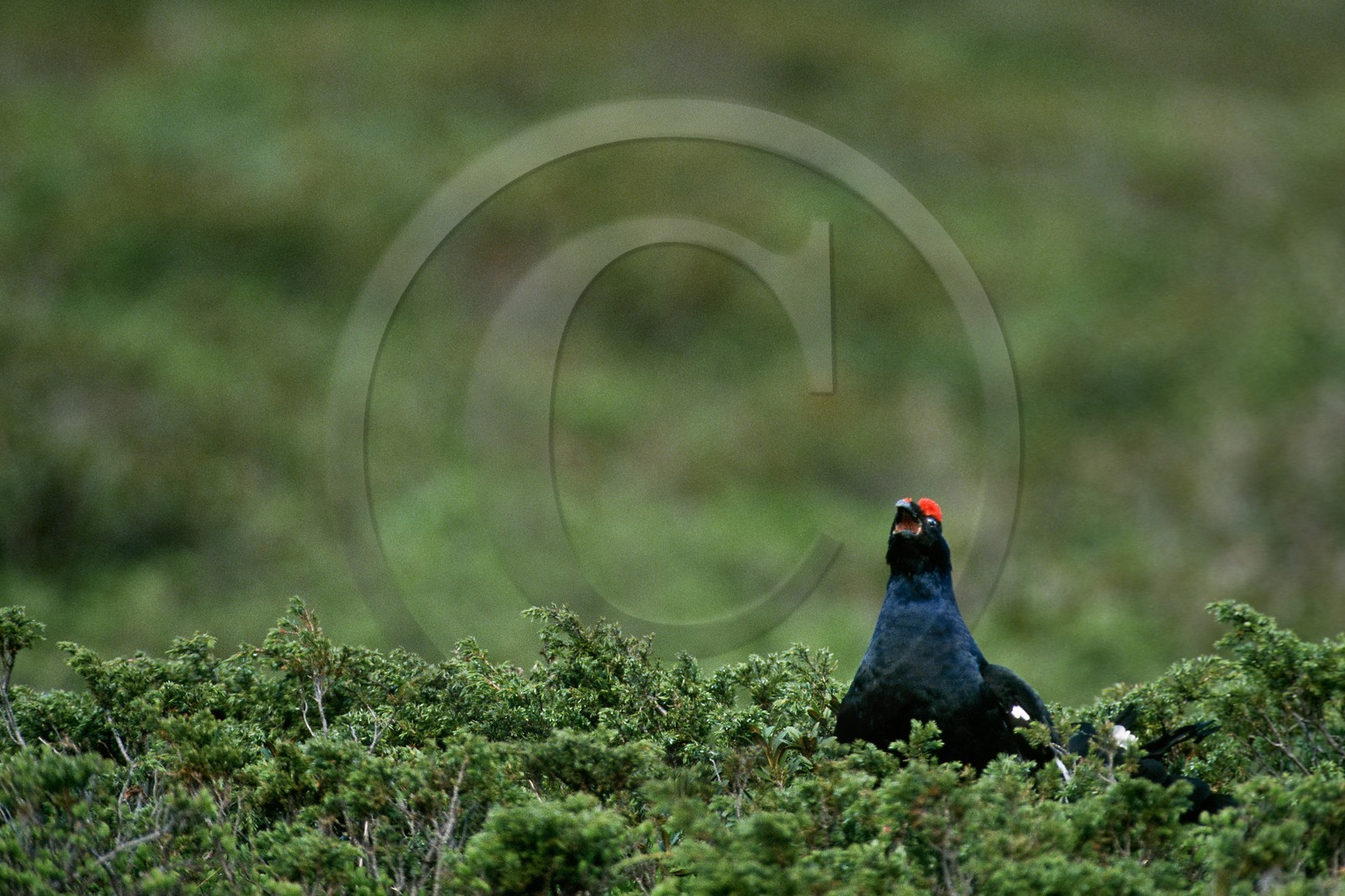 Tétras lyre, Petit coq de bruyère, Tetrao tetrix