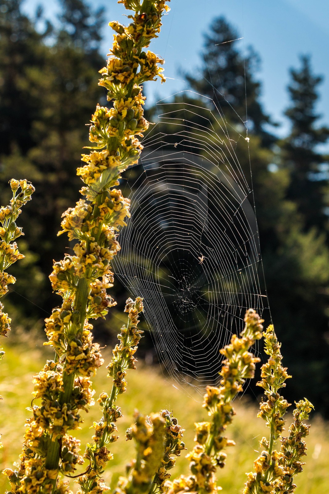 Les Monges, du col de la Pinée