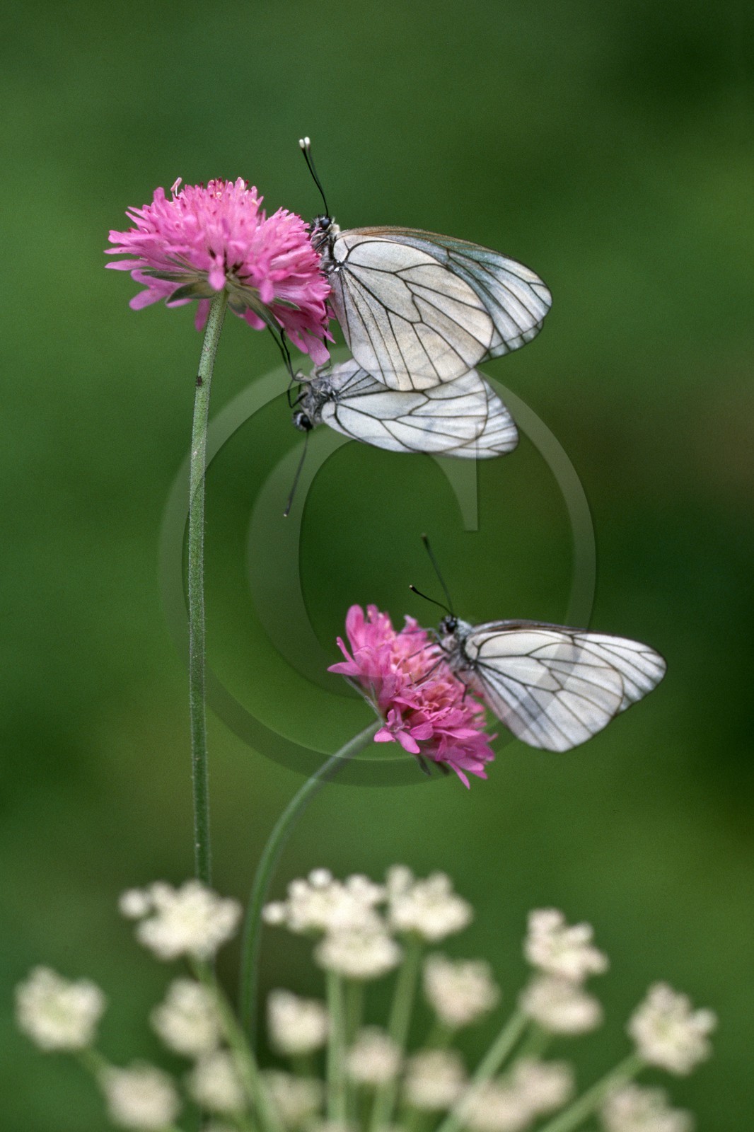Papillon, Gazé, Aporia crataegi