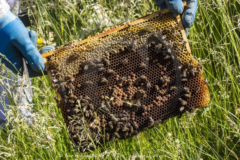 Patrick Challet apiculteur