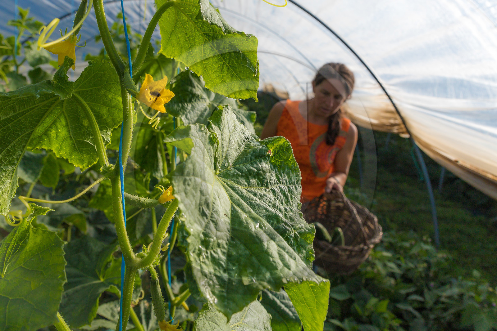 LéguMontagne, Sylvie Jaussaud et  Bertille Gieu, Maraîchères bio