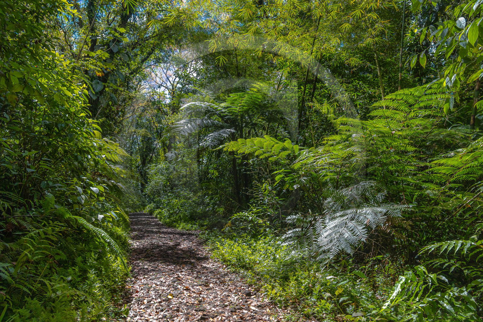 Forêt tropicale, Parc national de la Guadeloupe