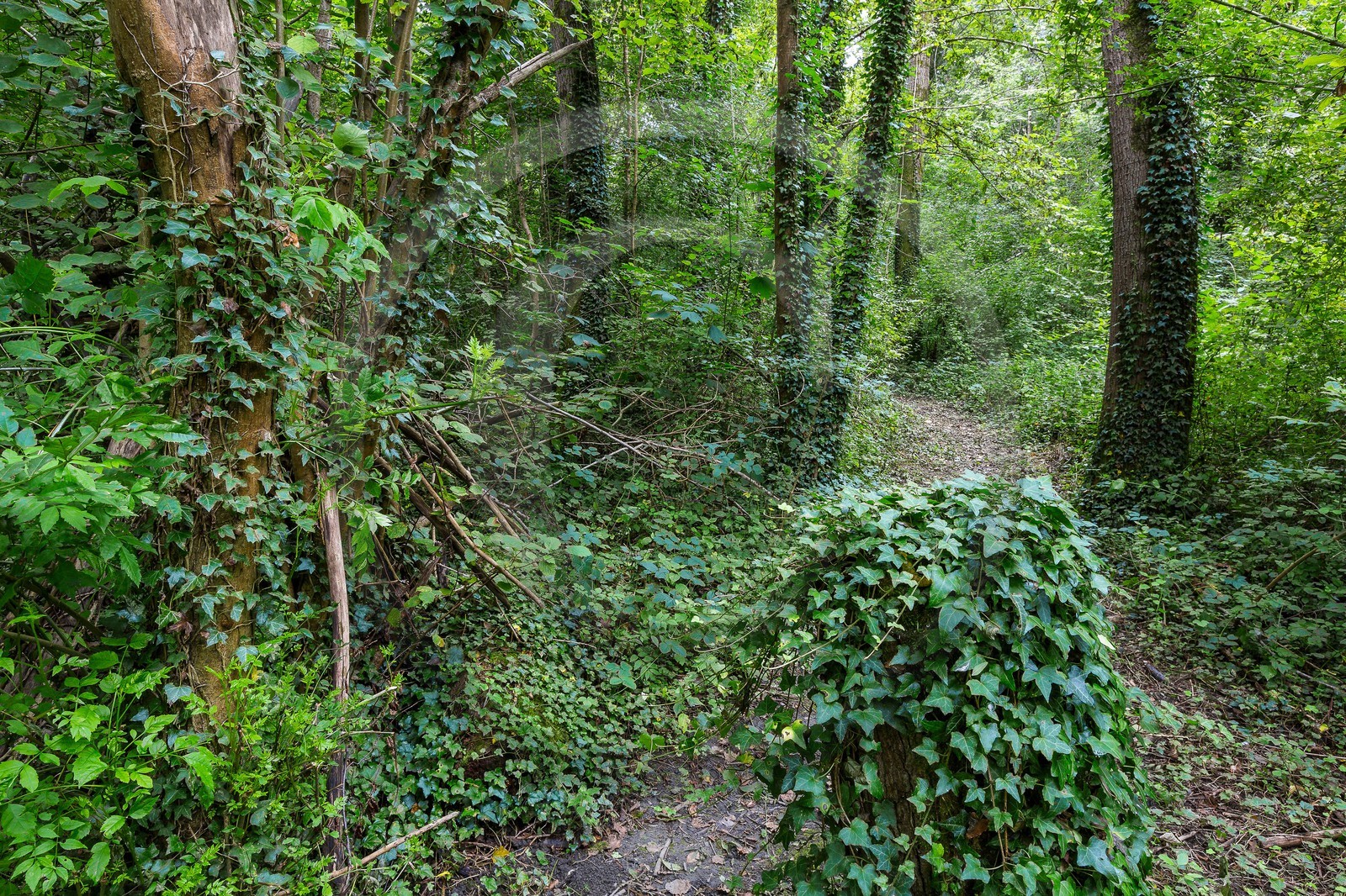 ENS de l'Isère, étang de Mai