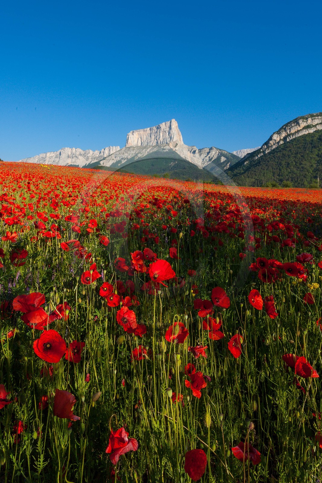 Trièves, le Mont-Aiguille