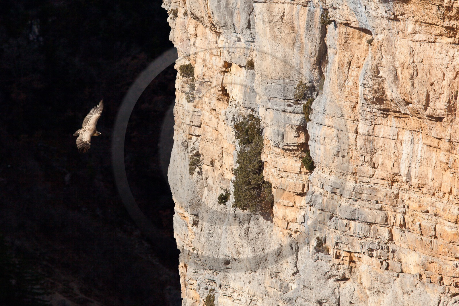Vautour fauve, Gyps fulvus