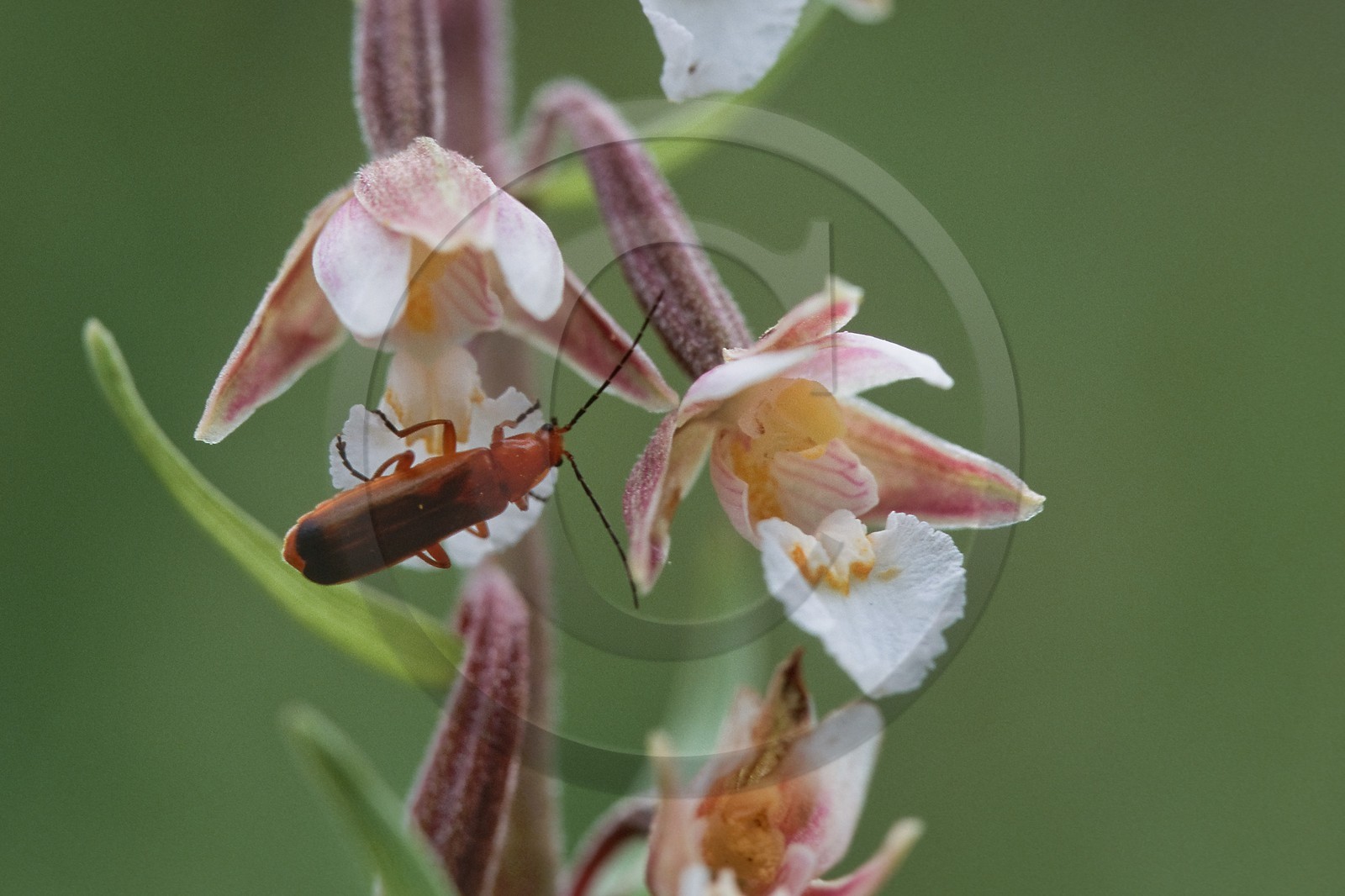 Epipactis des marais, Epipactis palustris