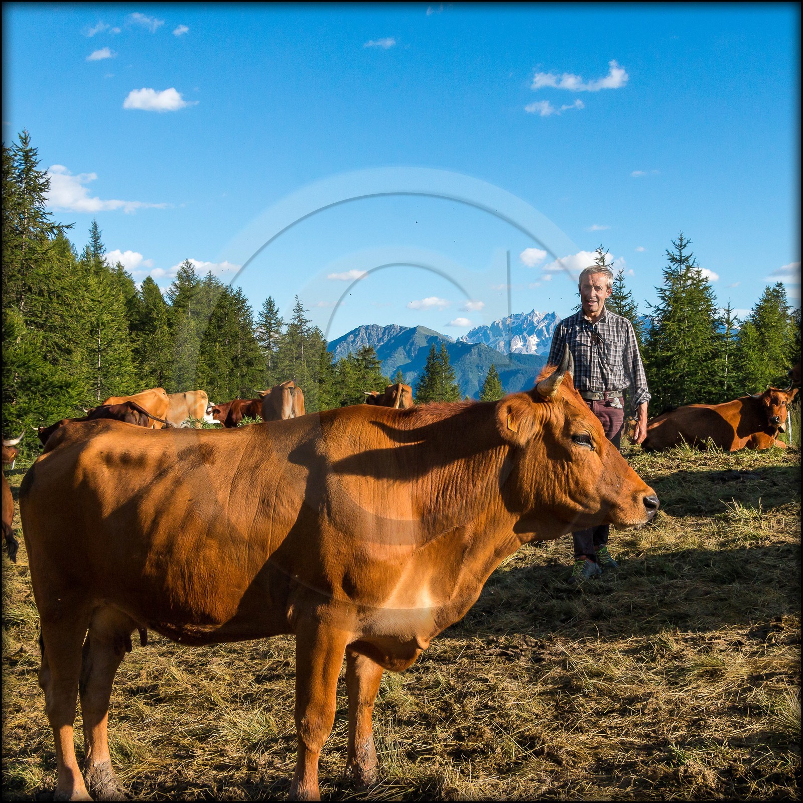 Arvieux, Christian Blanc éleveur de tarines