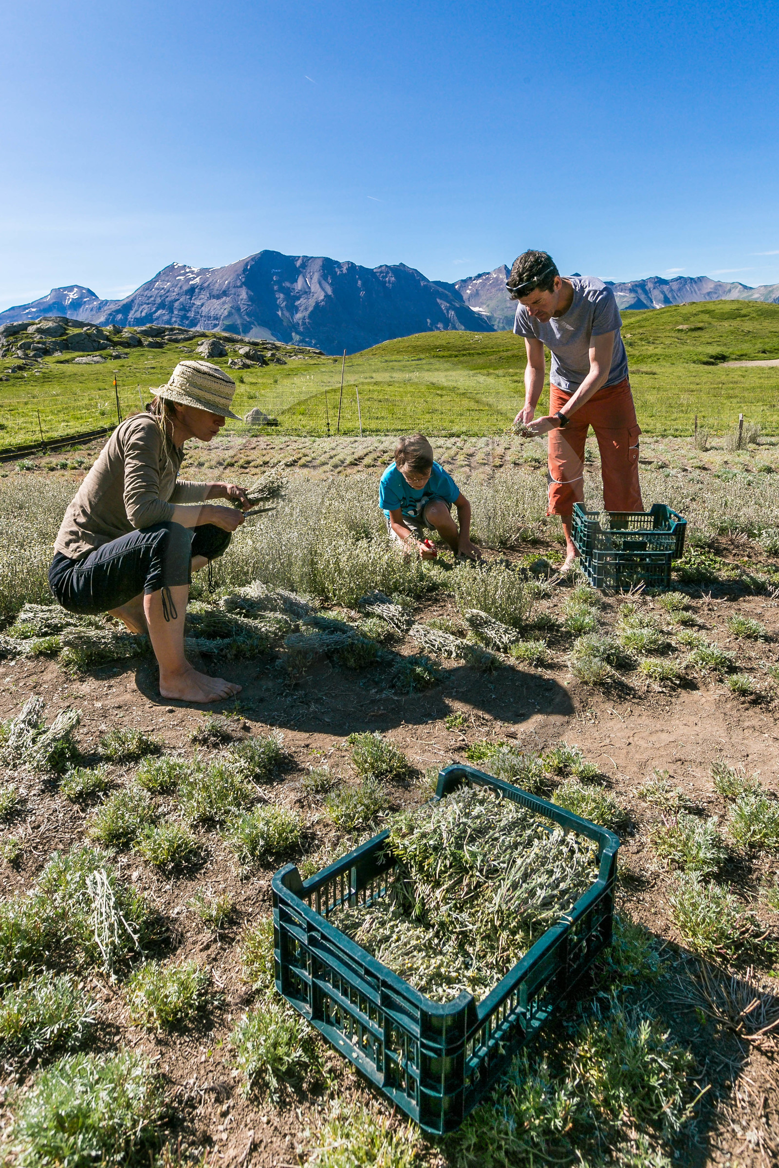 Bruno Gonnon, cultivateur de génépi bio