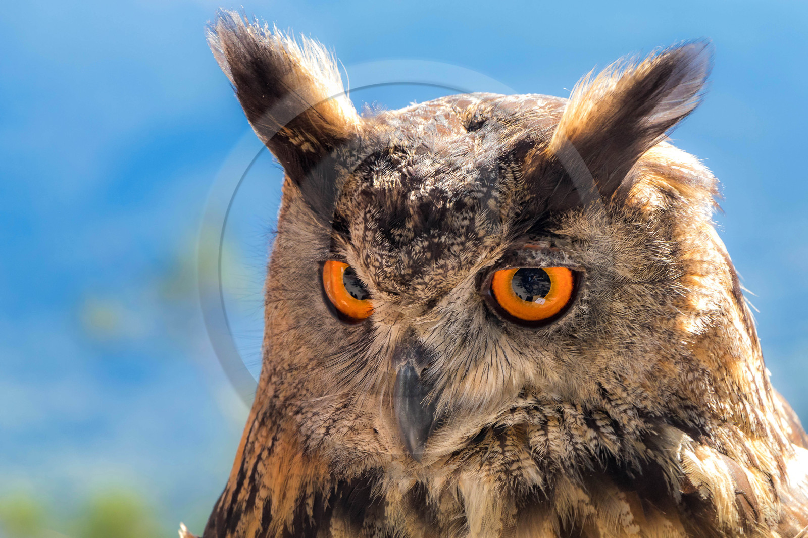 Parc animalier de Serre-Ponçon, Hibou grand-duc, Bubo bubo