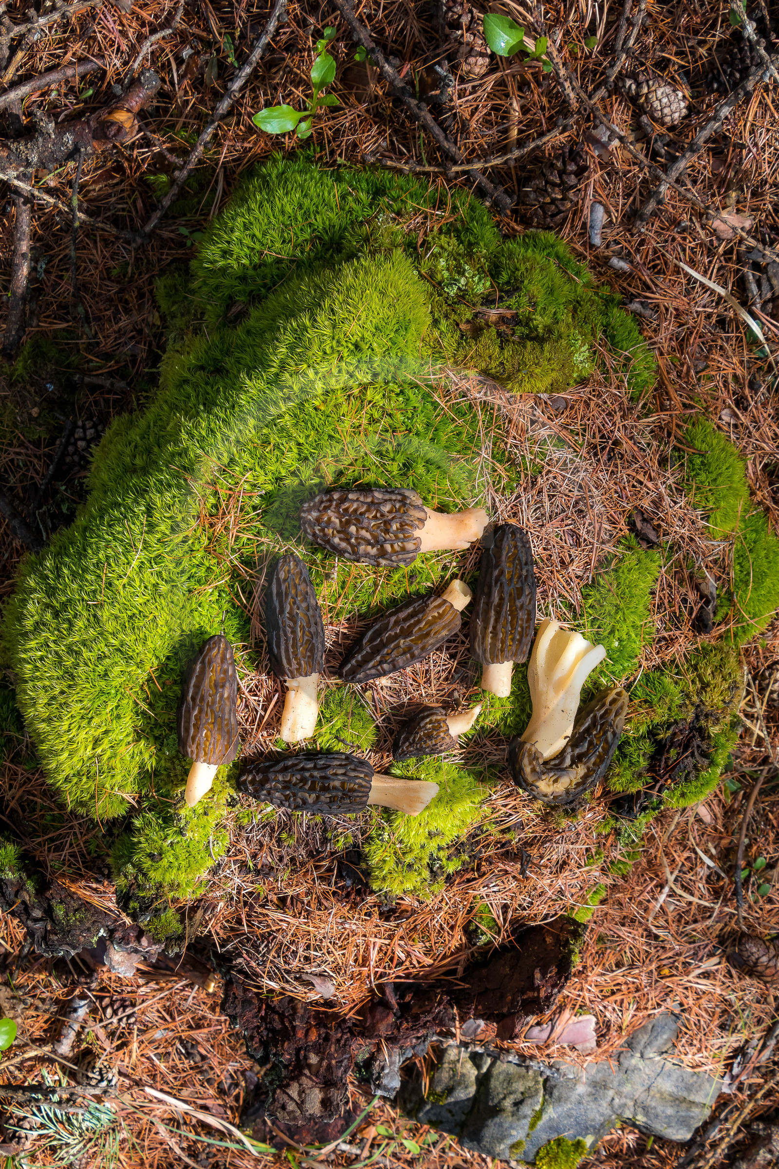 Morille noire, morchella elata