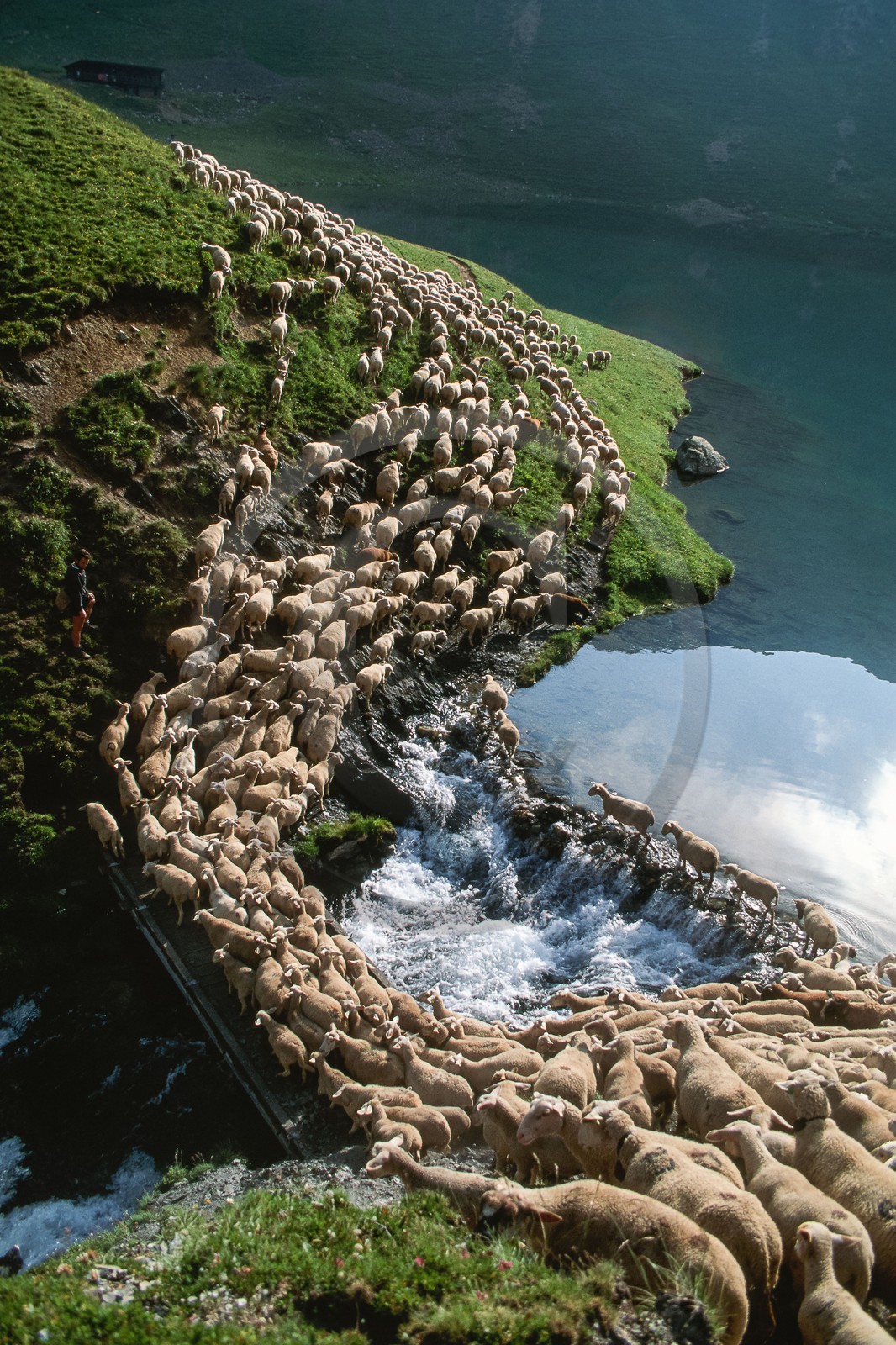 Pierre Barban, berger de l'alpage de la Muzelle