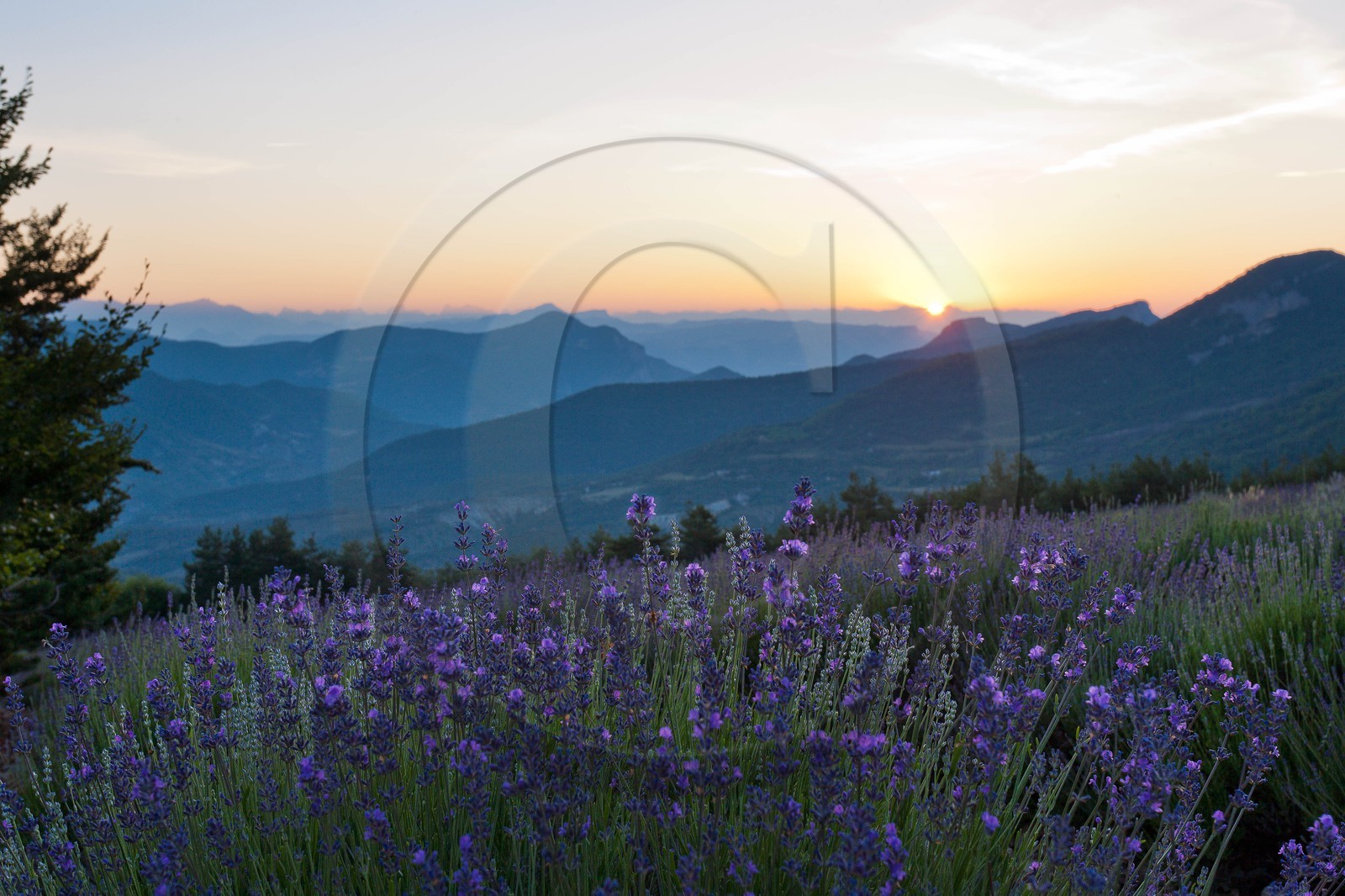 Champs de lavandes et la chaine des Ecrins