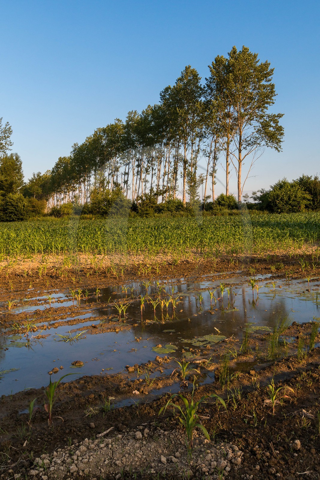 ENS de l'Isère, Prairies inondables de Pont-Évêque