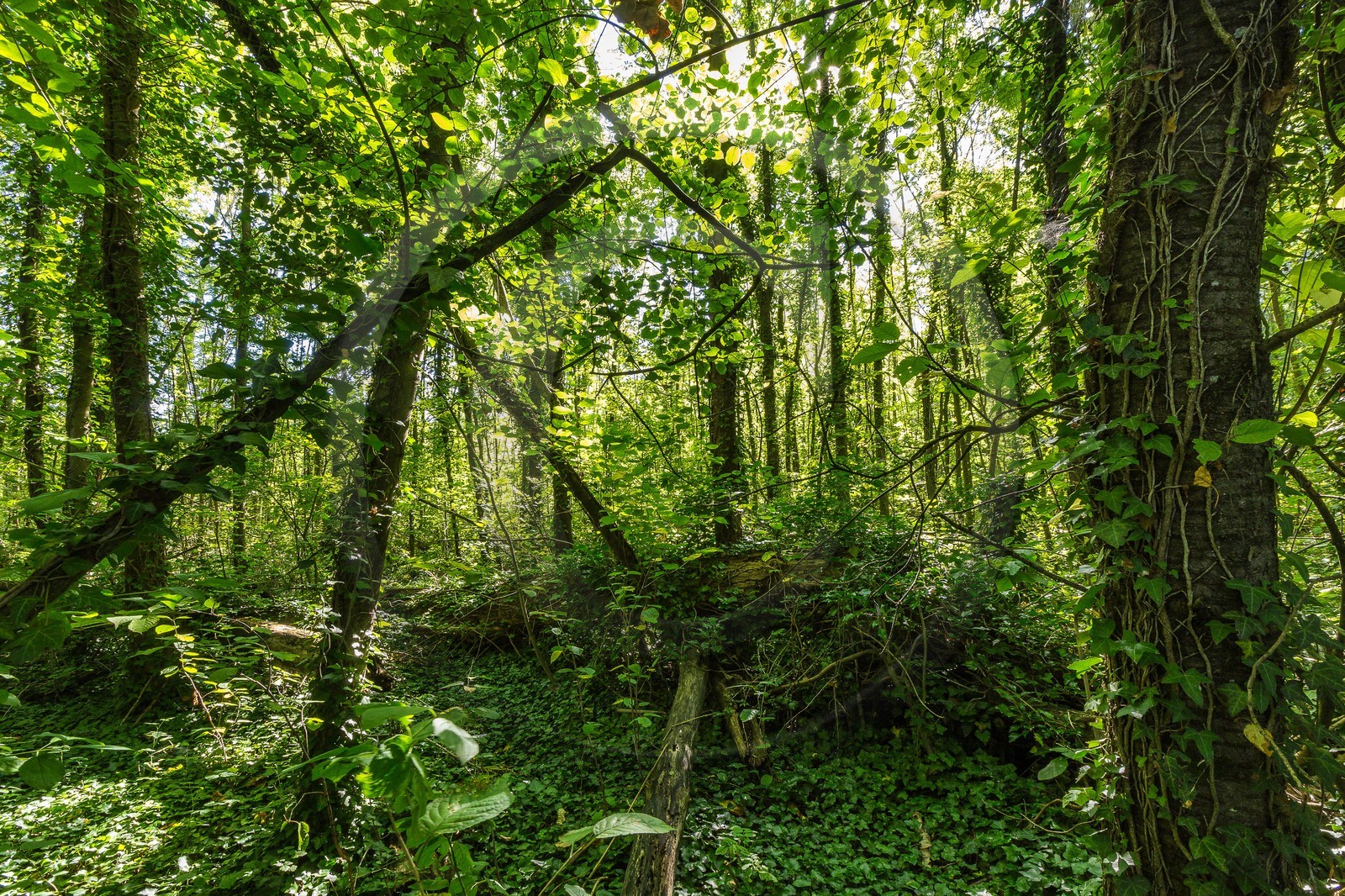 ENS de l'Isère, espace alluvial de la Rolande, forêt alluviale