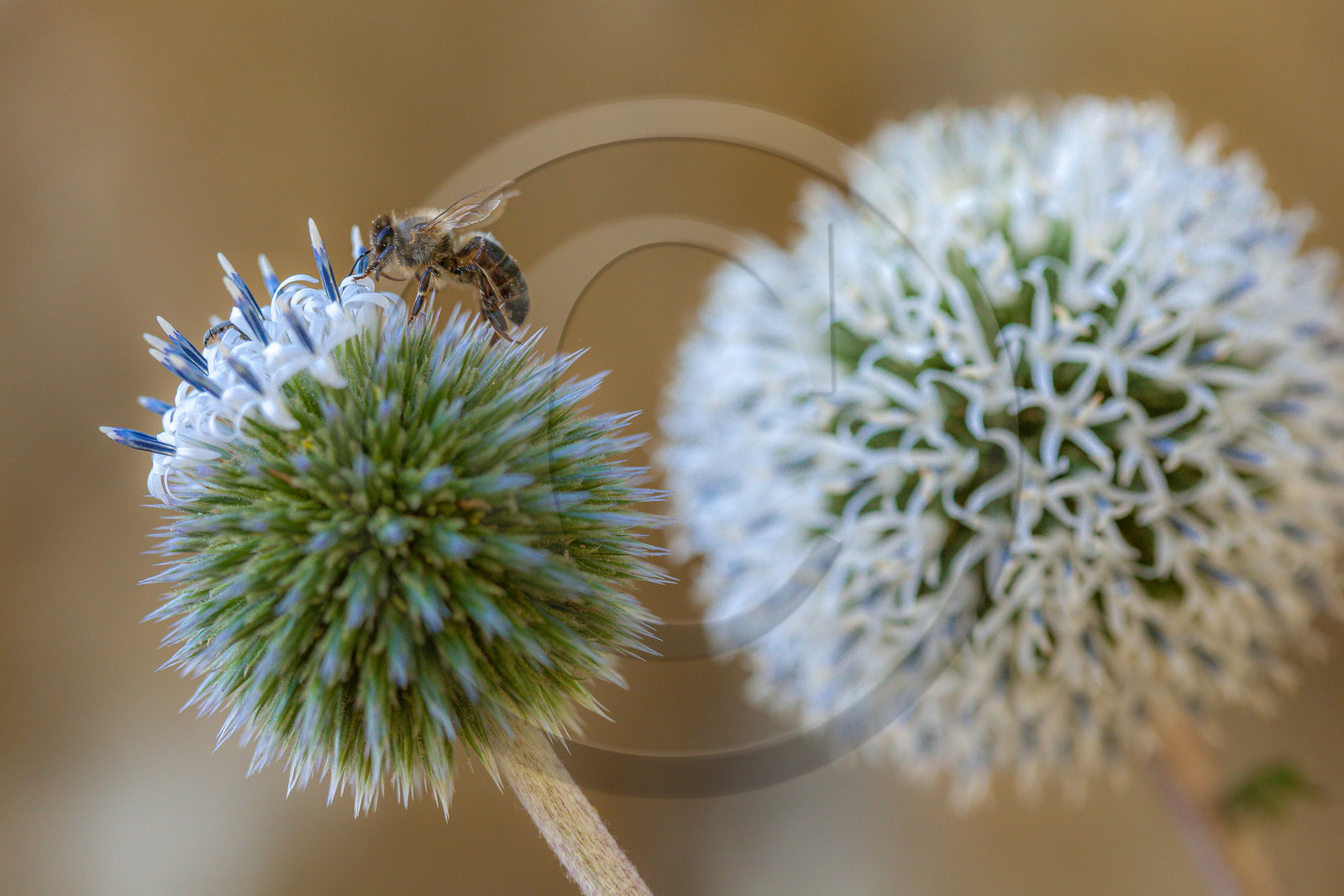 Abeille sur Echinops