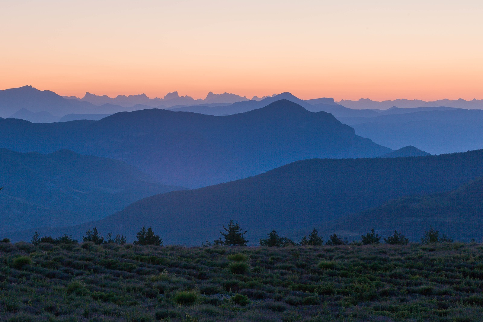 Champs de lavandes et la chaine des Ecrins