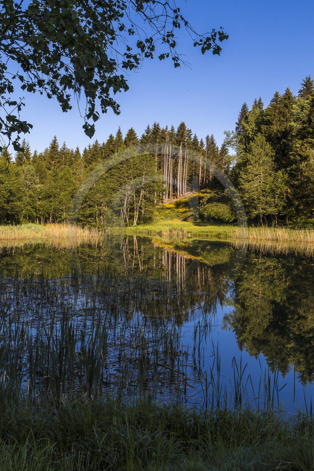 ENS de l'Isère, Marais des Seiglières