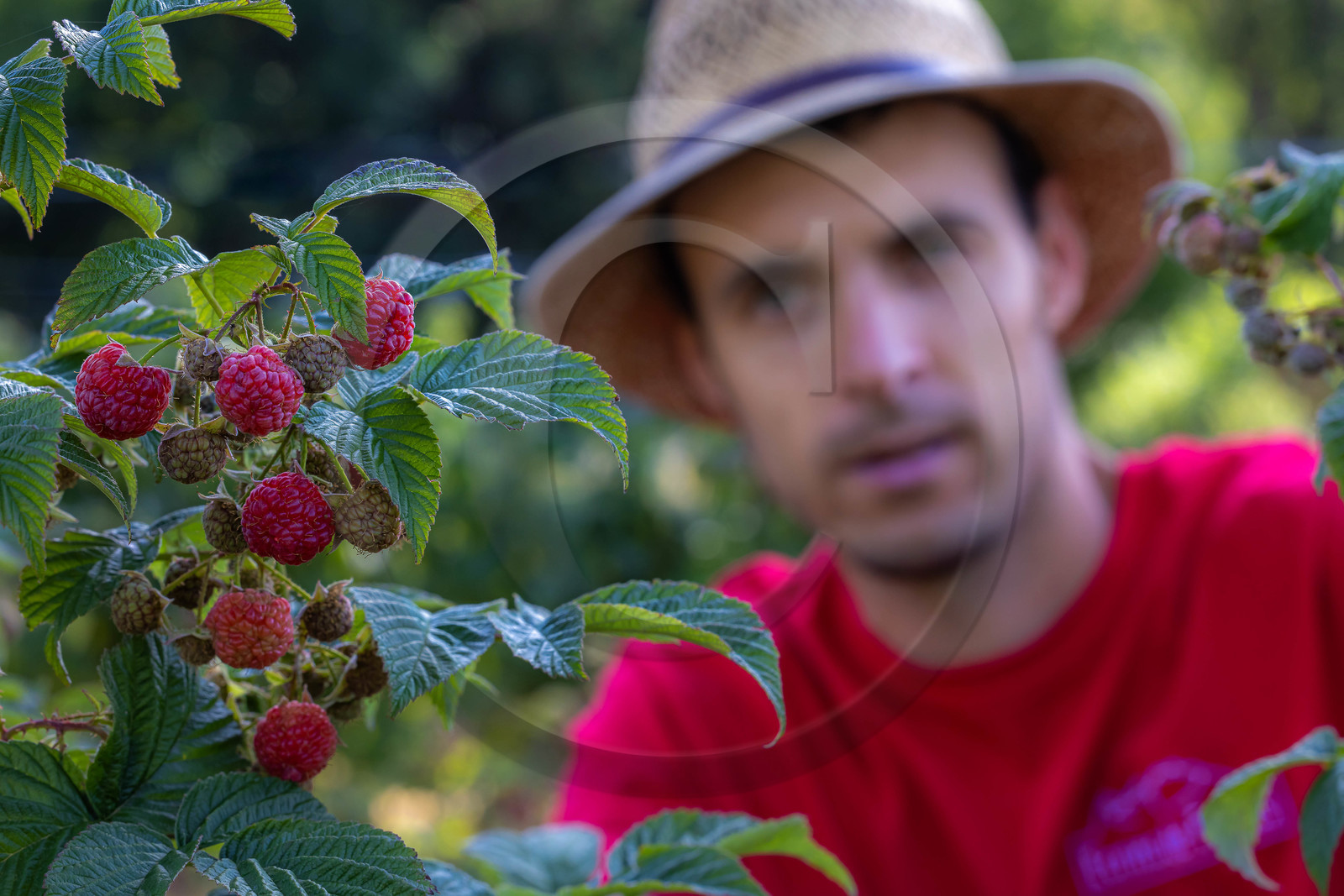 Ecrins de fruits, producteur de fruits rouges
