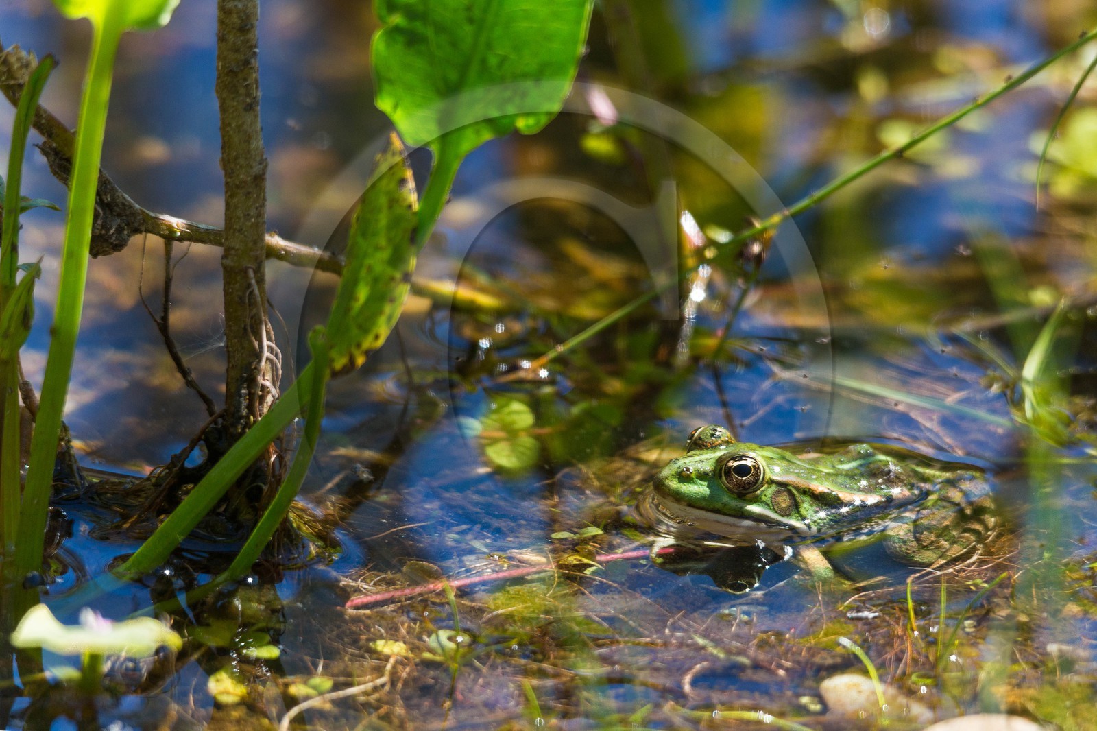 ENS de l'Isère, espace alluvial de la Rolande