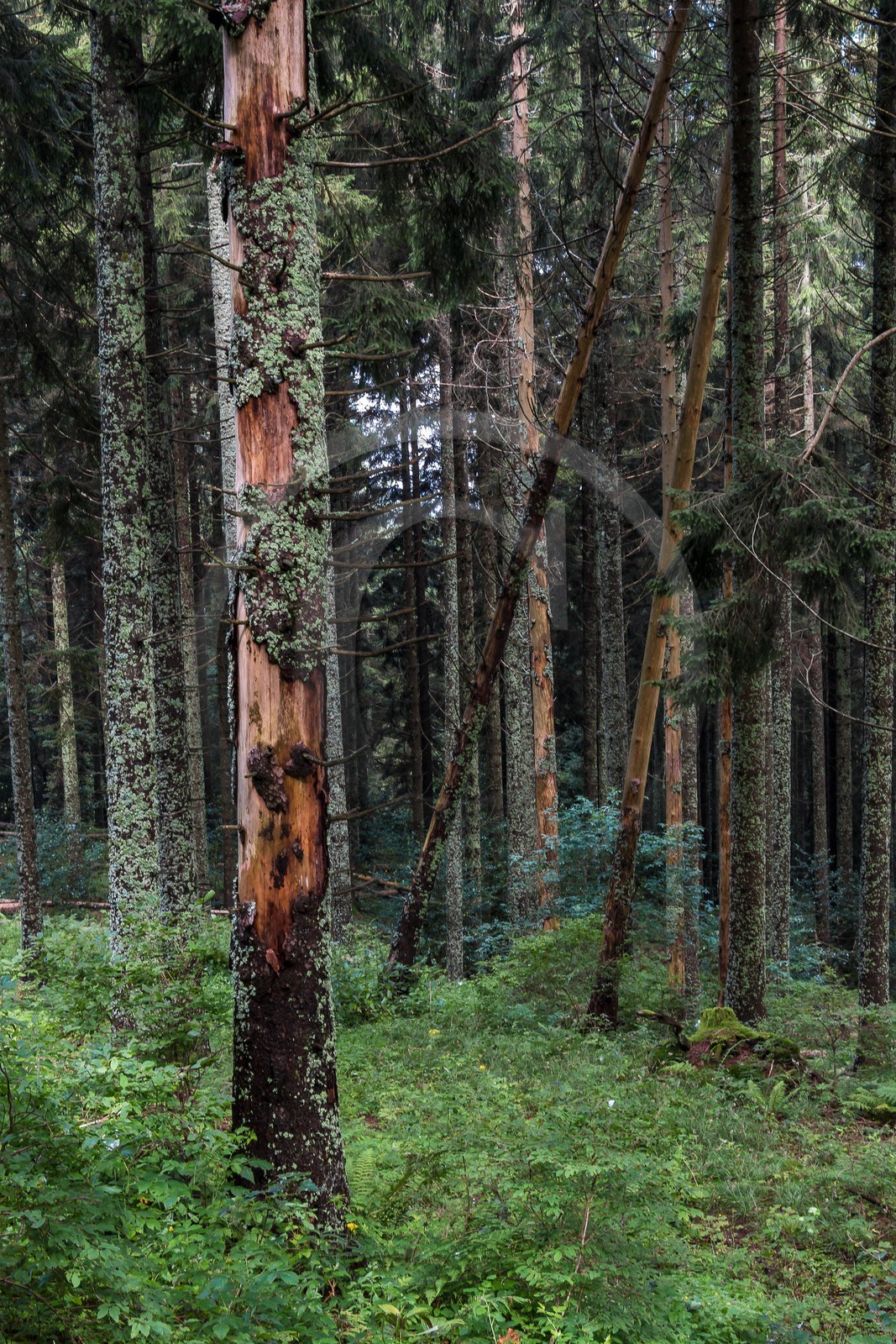ENS de l'Isère, Les Ecouges
