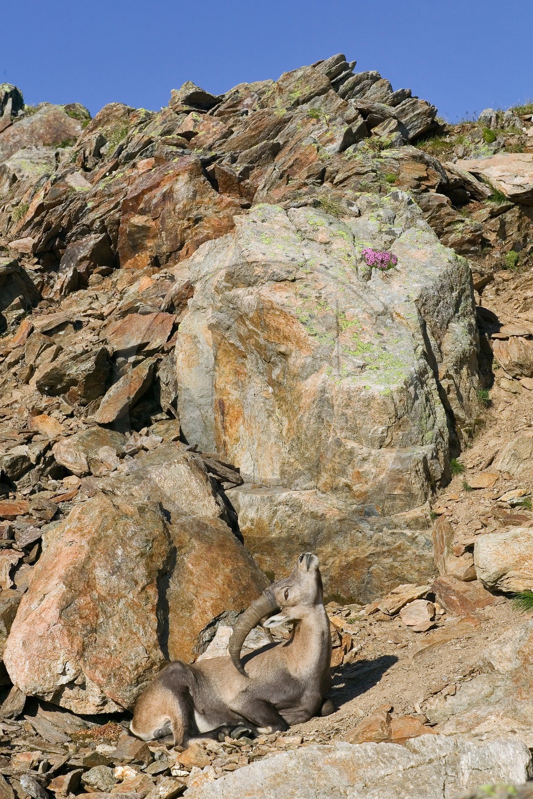 Bouquetin, ou bouquetin des Alpes (Capra ibex)