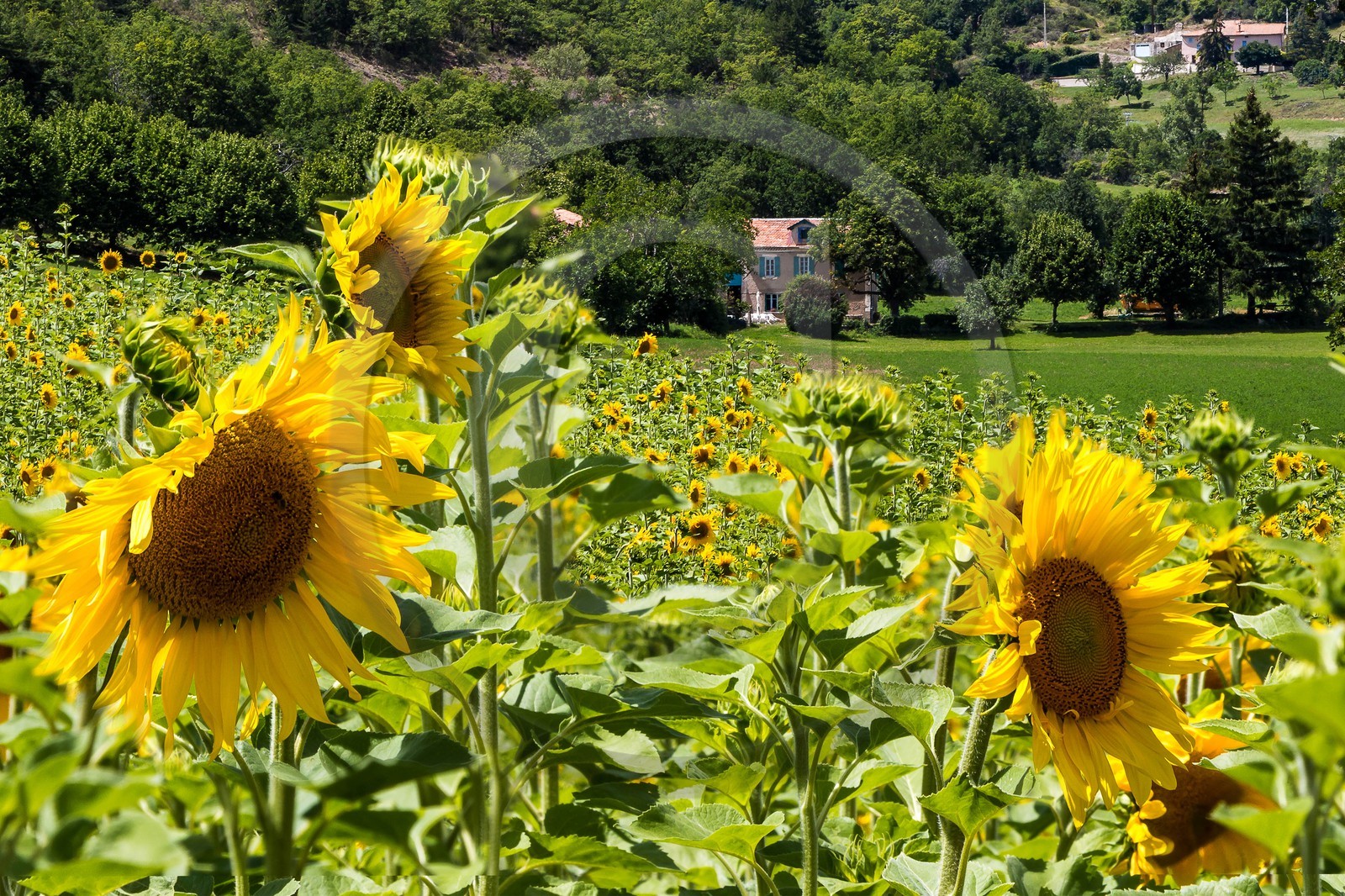 vallée des Duyes, Thoard