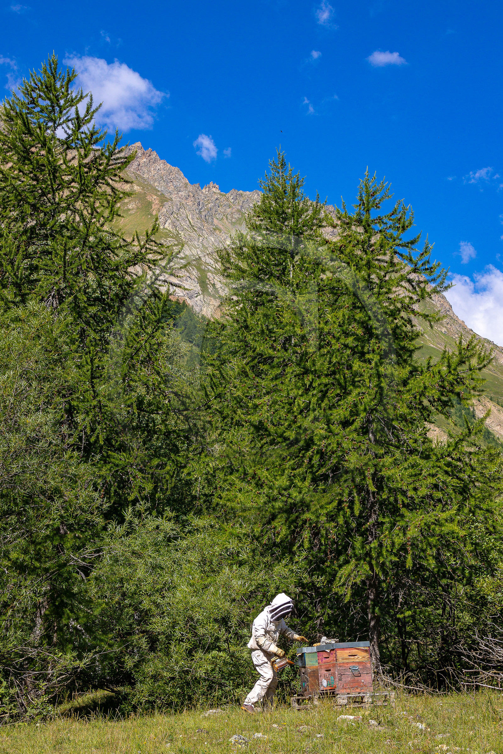 La miellerie du Lauzet