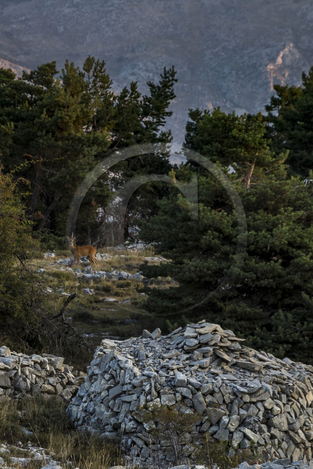 Caussols,  plateau de Calern