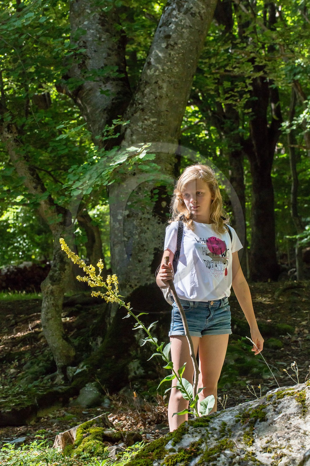 Alpes de Haute-Provence, hêtraie de Pontis