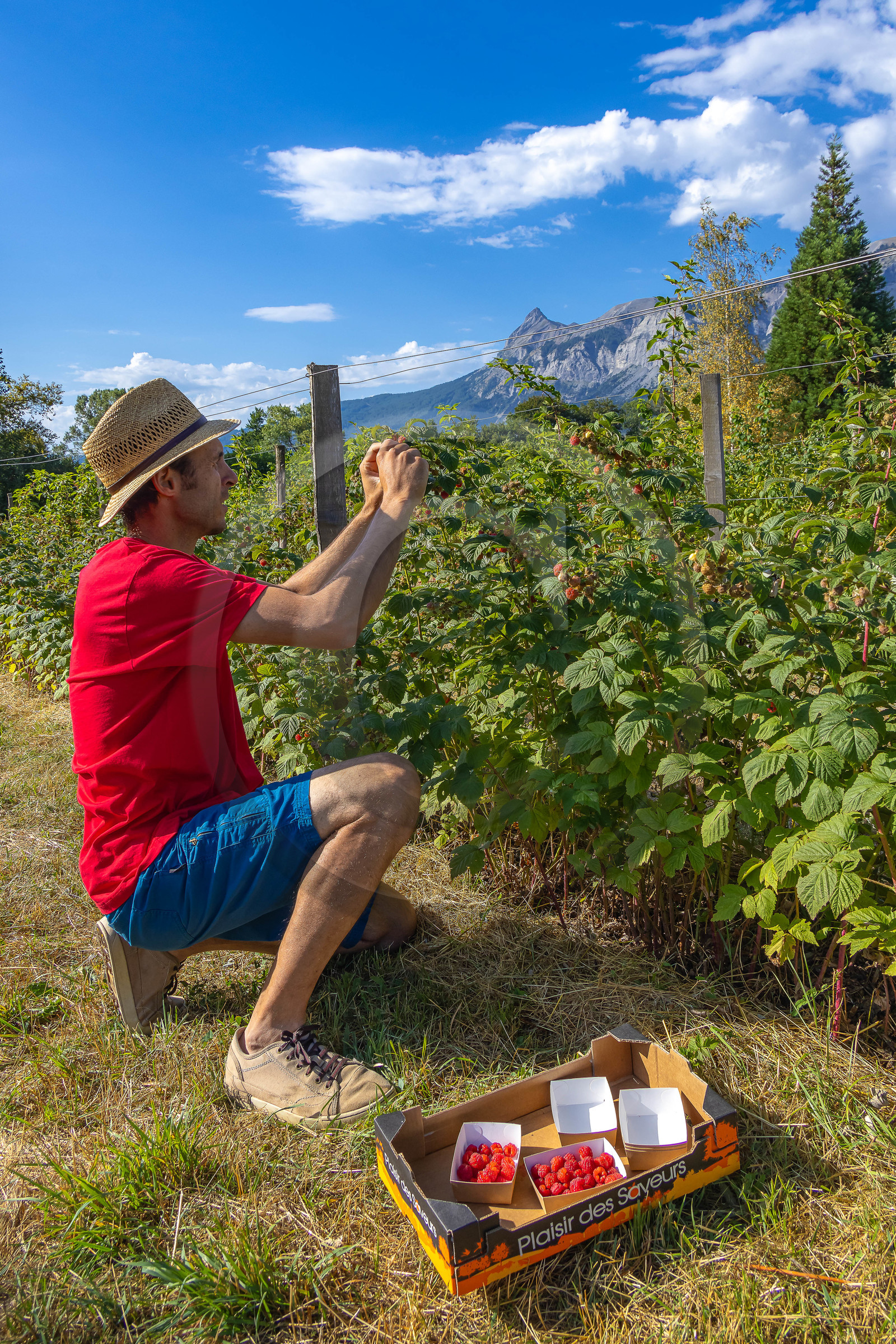Ecrins de fruits, producteur de fruits rouges